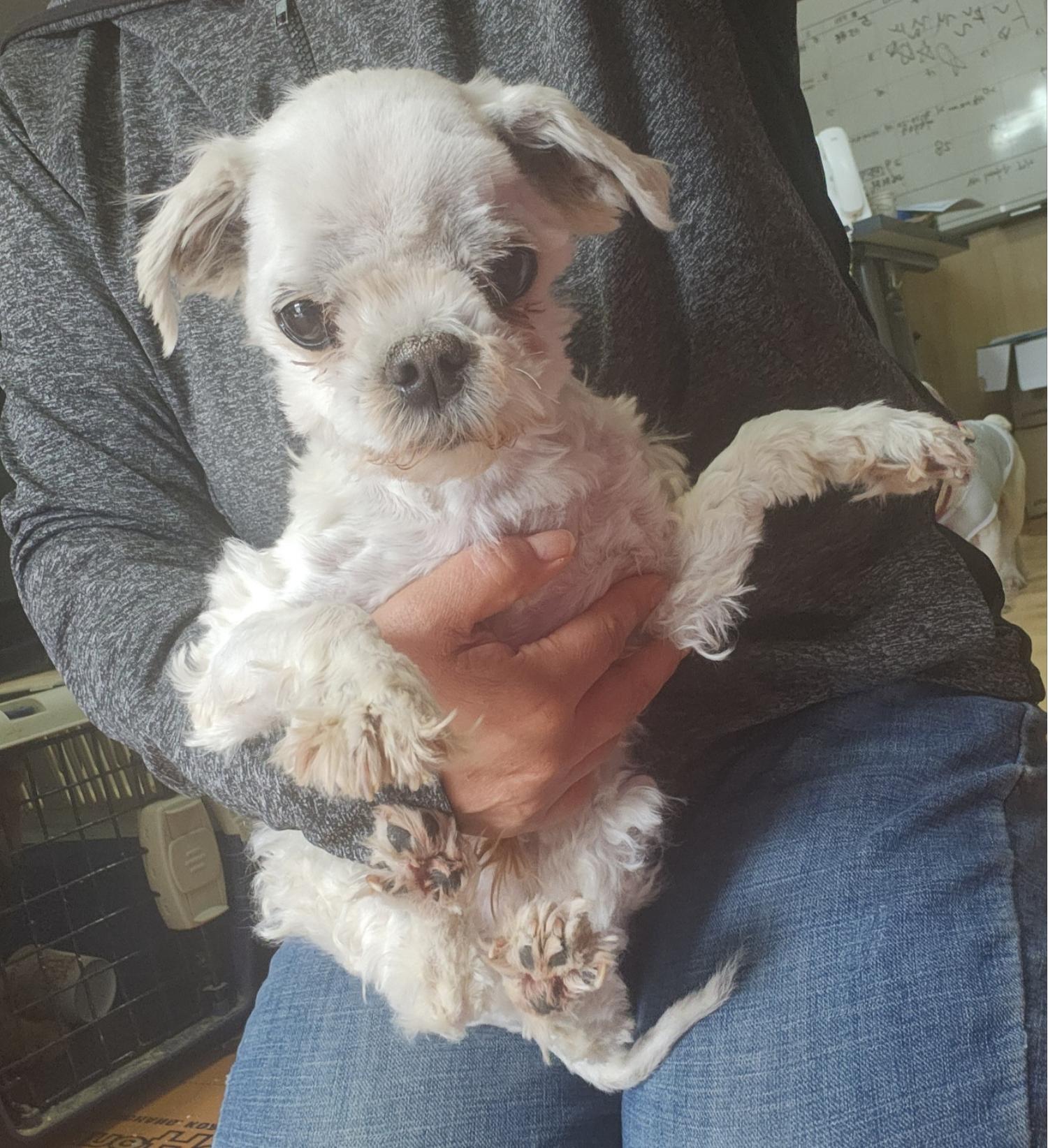 울산유기동물보호센터_431372202400122